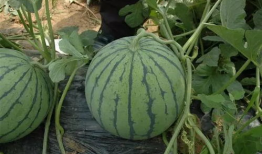 吃瓜爆料聚集怎么办啊,应对吃瓜爆料聚集现象的实用攻略